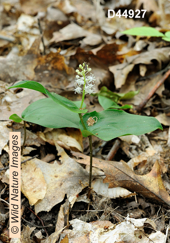 Canada Mayflower (Maianthemum canadense)